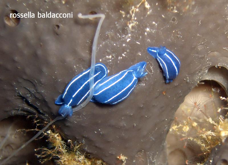 Hypselodoris orsinii